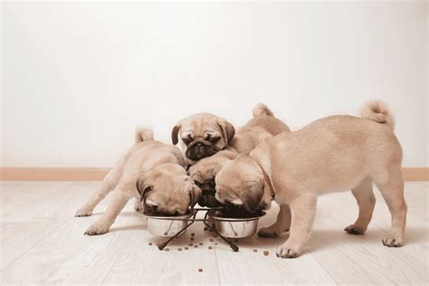 Pug Feeding Chart: What To Feed Your Pug Bug