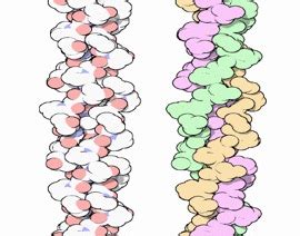 Structure Of Collagen Tissue & Molecule | A-Level Biology Revision Notes