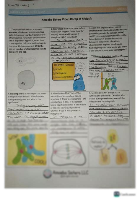 Amoeba Sisters Meiosis Handout