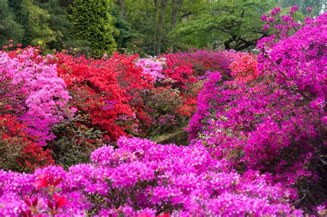 18 Best Landscaping Shrubs to Grow in Your Yard