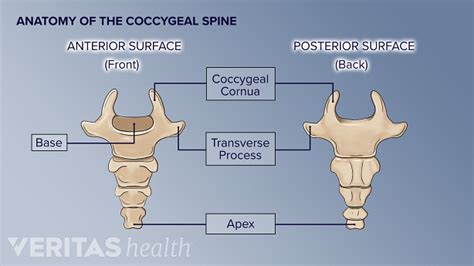 Sacrum And Coccyx Anatomy Getbodysmart - vrogue.co