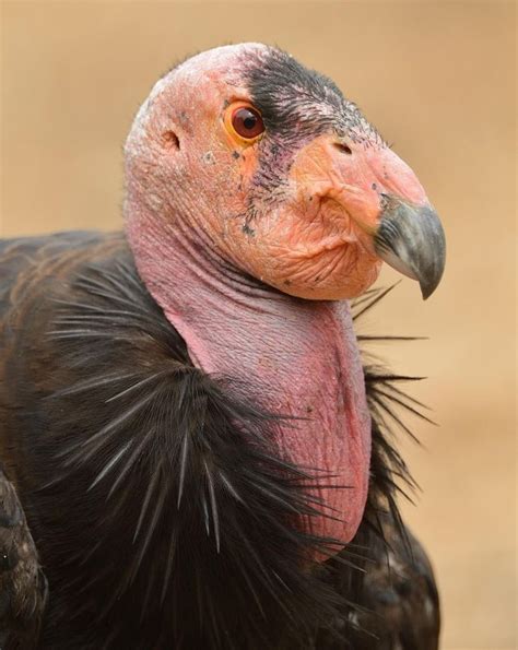 California Condor/Condor de Californie/Gymnogyps californianus | North ...