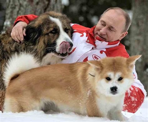 Turkmen Shepherd puppy gifted to Vladimir Putin - K9 Research Lab