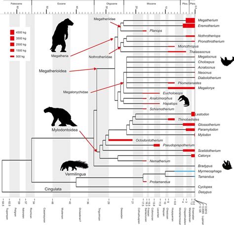 Curso: MZP5022 - Taxonomia e Evolução dos Mamíferos da América do Sul (2022) | e-Disciplinas