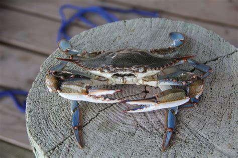 Free Images : food, seafood, invertebrate, crustacean, claws, arthropod, louisiana, blue crab ...