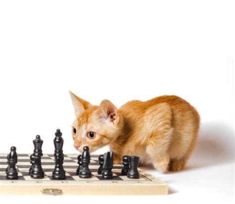 Cat Playing Chess Stock Photos, Pictures & Royalty-Free Images - iStock