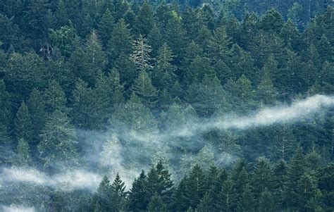 Sleepy Morning - Evergreen Forest in Coastal California - Matt Tilghman Photography