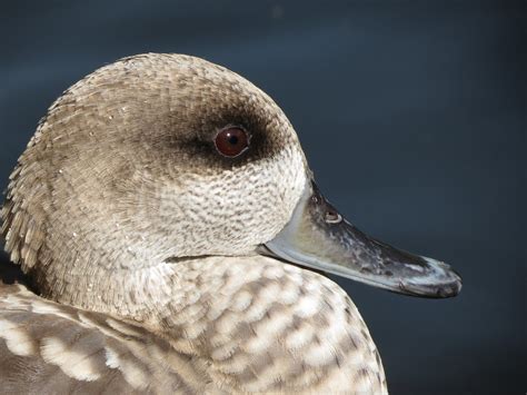 Marbled Duck | Taken at Ribble Valley, Lancashire. | Ben Markham | Flickr