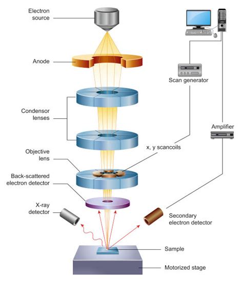 Scanning Electron Microscope Ray Diagram