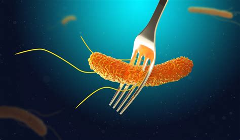 Symptoms of E-coli – A Detailed Guide to E-coli