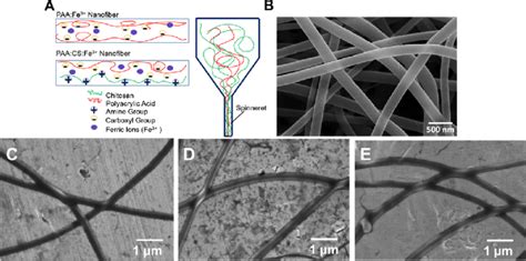 (A) Schematic diagrams of the PAA and PAA/CS nanofiber fabrication ...