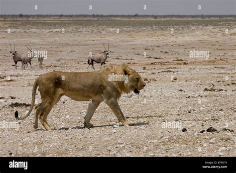 lion prowling Stock Photo - Alamy