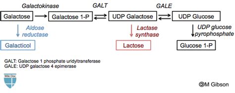 Galactose - wikidoc