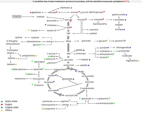 Plant Primary Metabolites Analysis Service - Creative Proteomics