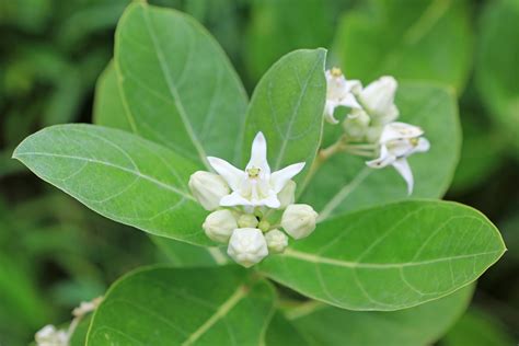 Calotropis Plant Information: Learn About Types Of Calotropis For The ...