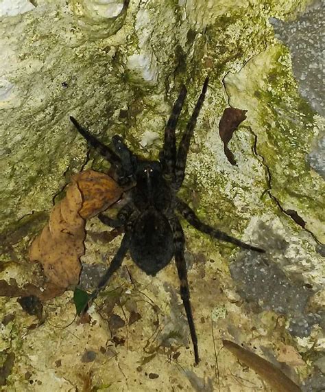 Female Tigrosa aspersa (Tiger Wolf Spider) in Bluefield, West Virginia ...