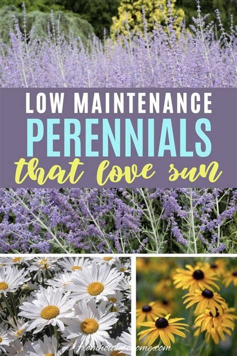 Full Sun Perennials: 17 Low Maintenance Plants That Thrive In Sun - Gardening @ From House To ...