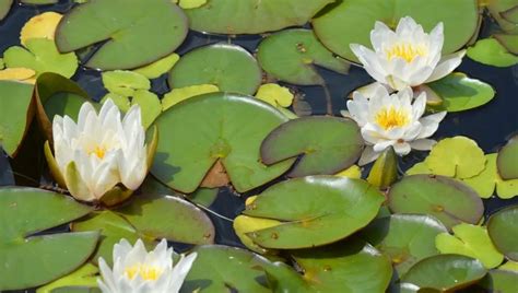 Aquatic Plants | Types of Pond Plants | Aquascape Construction