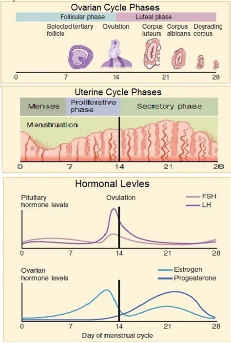 Anovulatory Cycle: How to Get Pregnant Naturally - Fight Your Infertility