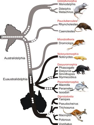 Marsupial - Simple English Wikipedia, the free encyclopedia