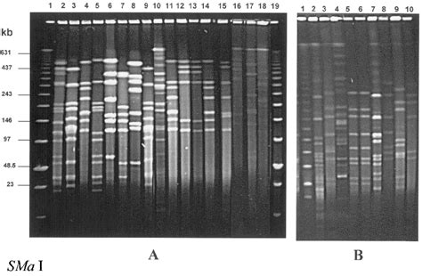 SmaI pulsed-field gel electrophoresis (PFGE) patterns of selected... | Download Scientific Diagram