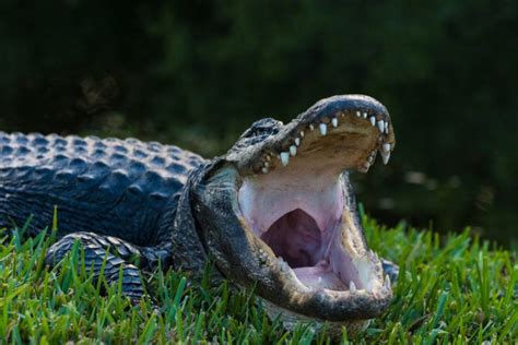 Alligator Bites Man’s Arm Off in Florida | tacticalusa.net