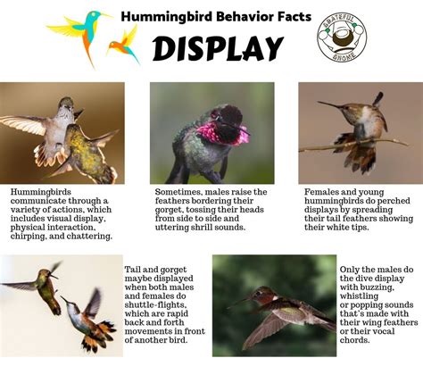 Know more about these wonderful creatures with this hummingbird fact!😊 ...