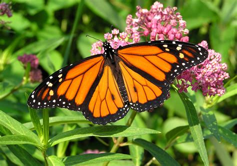 Monarch butterflies that are bred in captivity lose their migration ability