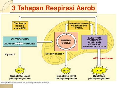 Perbedaan Respirasi Aerob Dan Anaerob - UtakAtikOtak.com