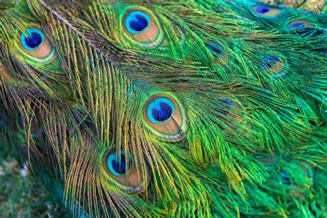 Peacock Tail Close Up Photo, Colorful Feathers Stock Photo - Image of ...