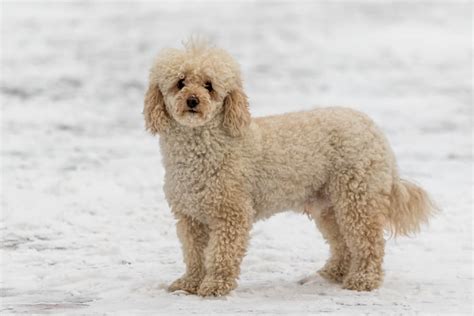 6 Popular Goldendoodle Haircuts to Try | Great Pet Care