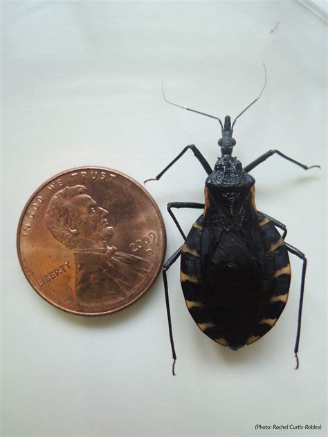 Kissing Bugs and Chagas Disease in the U.S. | Texas A&M