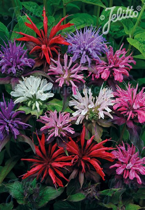 Monarda Pictures - National Garden Bureau