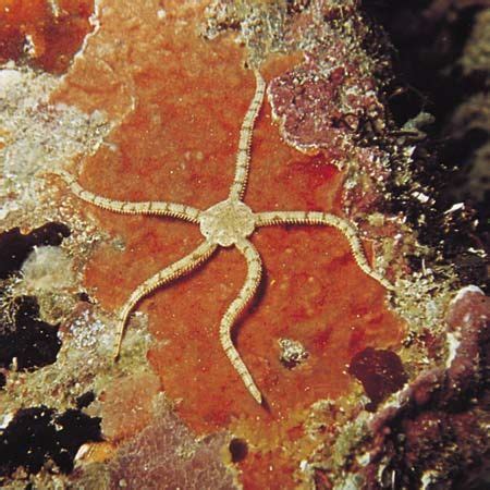 Brittle star | class of echinoderms | Britannica.com