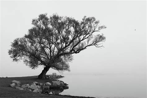 Leaning Tree Photograph by Lori Deiter - Fine Art America