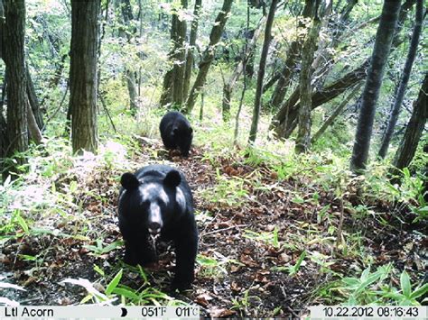 Japanese black bears (Ursus thibetanus japonicus). | Download Scientific Diagram