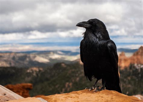 Huginn and Muninn: All About Odin’s Ravens | Mythology Planet