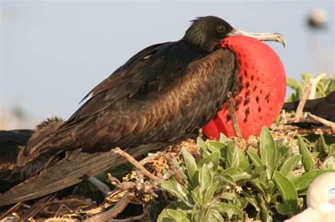 Frigatebird - A-Z Animals