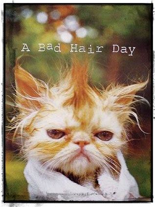 Bad Hair Day Funny Quotes. QuotesGram