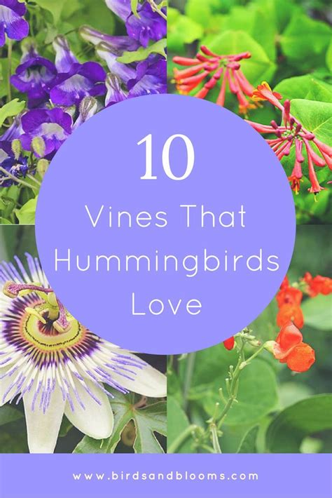 10 Vines That Hummingbirds Love 2019 10 Vines That Hummingbirds Love ...