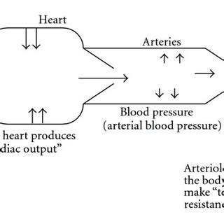 Blood pressure is produced by cardiac output and total peripheral ...