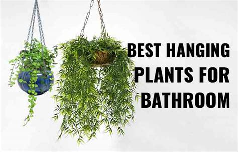 Bathroom Hanging Plants & Ideas - Toiletseek