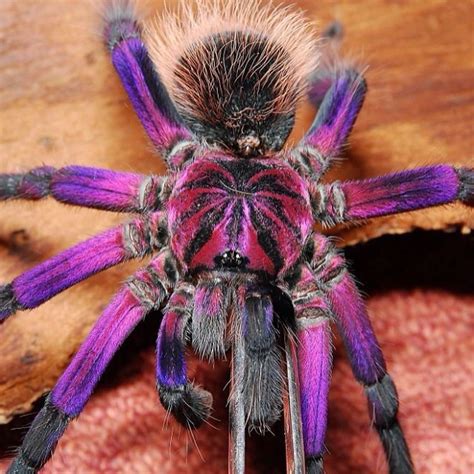 🔥 Brazilian Pinkbloom Tarantula 🔥 : r/NatureIsFuckingLit