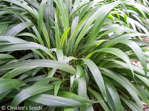 Palm Grass Seeds (Setaria Palmifolia) Ornamental Grass, Tropical shade