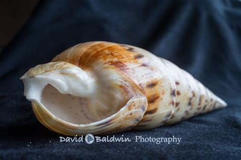 Hawaiian seashells - Kona family and portrait photographer Big Island ...