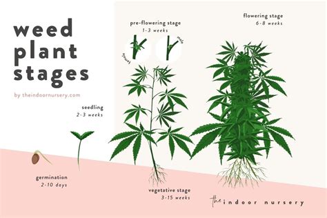 Weed Plant Stages