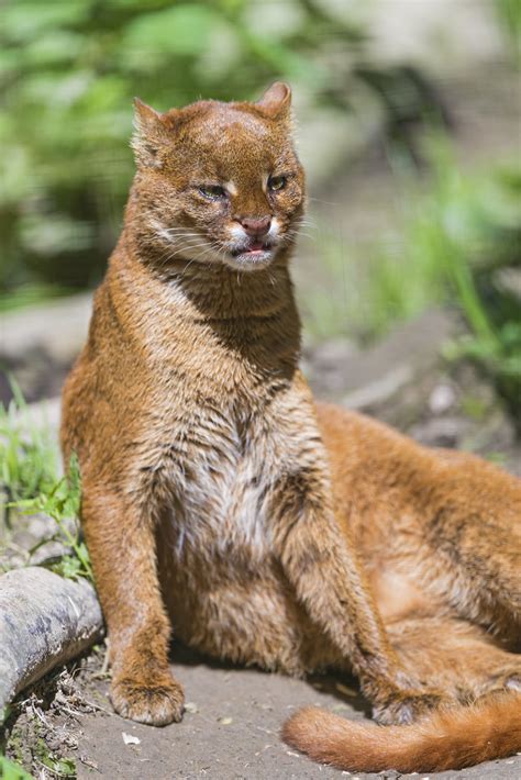 Relaxed jaguarundi | Next picture of a jaguarundi, their bod… | Flickr