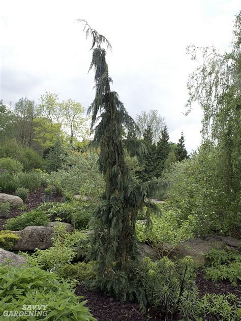 Dwarf Evergreen Trees: 15 Exceptional Choices for the Yard and Garden