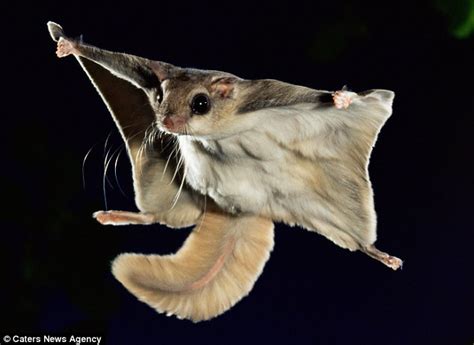 Incredible images show flying squirrel leaping 150-feet through night sky | Daily Mail Online