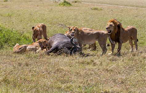 Lions Eating Prey Stock Photos, Pictures & Royalty-Free Images - iStock